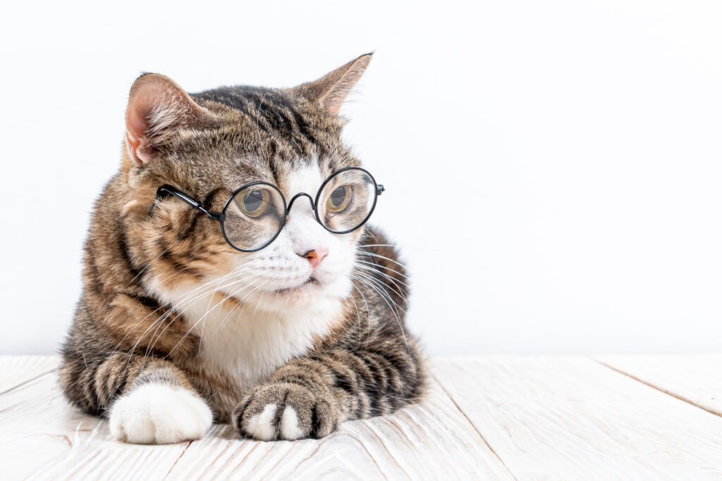 メガネをかけた猫